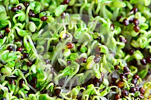 Fresh micro greens seeds and green young broccoli sprouts healthy eating vegan diet