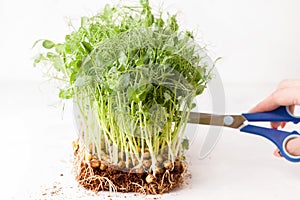 Fresh micro greens on a white background. Female hand cuts ripe shoots of grass.