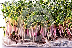 fresh microgreen on a black background1