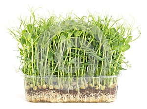 Fresh microgreen in a plastic tray