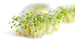 Fresh microgreens close up