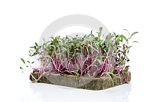 Fresh microgreens. Health, vitamins and eco products. Isolated on a white background. Close-up