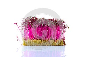 Fresh microgreens. Sprouts of amaranth isolated on white