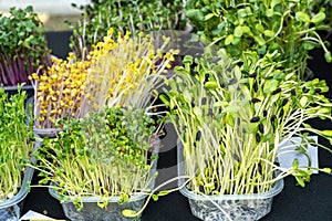 Fresh microgreens, sprouts mix in containers with vibrant green and yellow leaves. Micro greens for salads