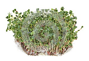 Fresh microgreens sprouts on white background. Ð¡oncept of healthy eating. Radish sprouts