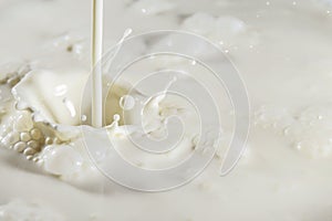 Fresh milk. Beautiful background of fresh milk splashes with free space for text.