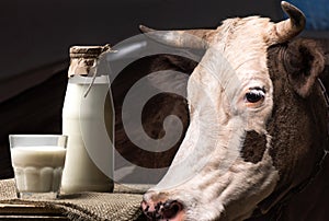 Fresh milk in glass and jar and brown cow standing behind