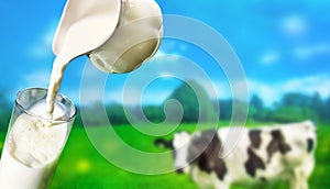 Fresh milk pour into glass with a background of a dairy cow in grass field farm