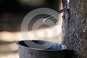 Fresh milky Latex flows into a plastic bowl in from para rubber tree as a source of natural rubber