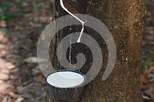 Fresh milky Latex flows into a plastic bowl in from para rubber tree as a source of natural rubber