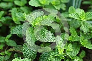 Fresh mint