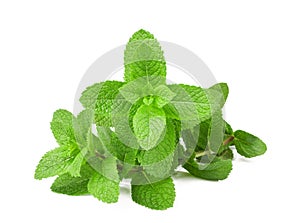 Fresh mint bunch photo