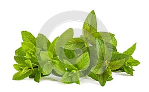 Fresh mint bunch