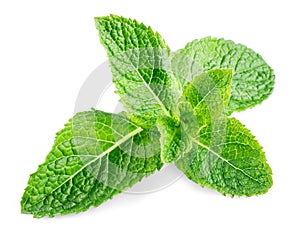 Fresh mint close up on white