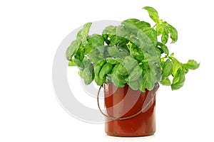 Fresh mint in an enamel cooking pot