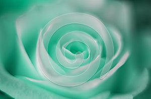 Fresh mint green rose close up macro photography of petals