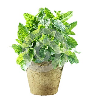 Fresh mint growing in a flowerpot