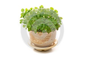 Fresh mint growing in a flowerpot to ensure the freshest ingredients in the kitchen for cooking and garnish