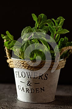 Fresh mint growing in a flowerpot