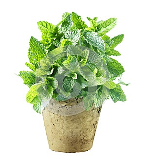 Fresh mint growing in a flowerpot photo