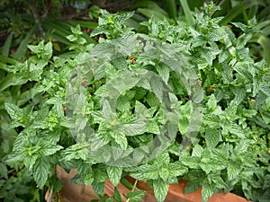 Fresh Mint growing in terracotta pot