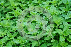 Fresh mint in herb garden