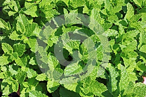 Fresh Mint in Herb Garden
