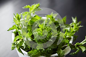 Fresh mint herb leaves in white bowl on wooden kitchen table. Green mint bunch. Cooking food with fresh mint herb ingredient