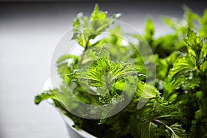 Fresh mint herb leaves in white bowl on wooden kitchen table. Green mint bunch. Cooking food with fresh mint herb ingredient