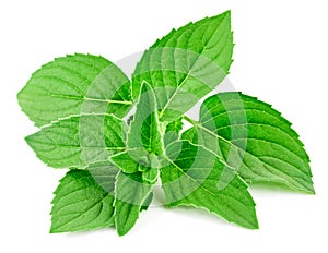 Fresh mint isolated Clipping Path photo