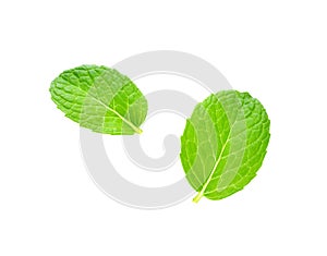 Fresh mint isolated on white background