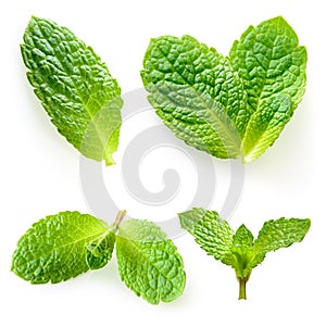 Fresh mint isolated on a white. Collection