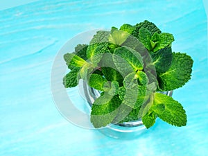 Fresh mint leaf on blue background