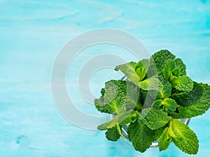 Fresh mint leaf close up on blue background