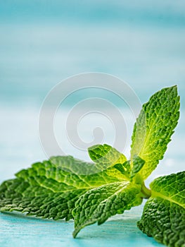 Fresh mint leaf close up on blue background