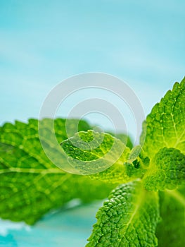 Fresh mint leaf close up on blue background