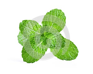 Fresh mint leaf close up on white background
