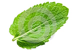 Fresh mint leaf isolated
