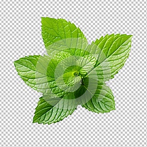 Fresh mint leaf isolated on transparent background