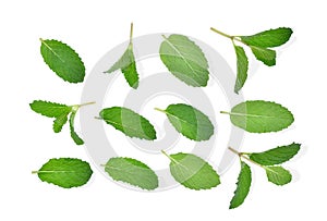 Fresh mint leaf isolated on white background, flat lay, top