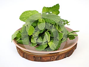 Fresh mint leaf. Vector illustration.