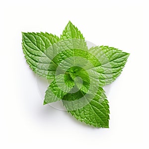 Fresh Mint Leaf On White Background