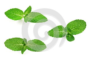 Fresh mint leaves