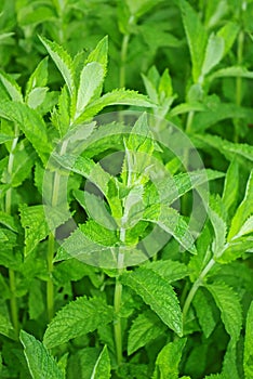 Fresh mint leaves