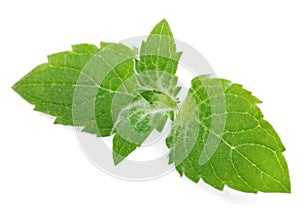 Fresh mint leaves