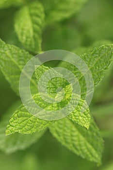 Fresh mint leaves