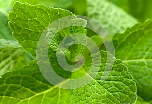 Fresh mint leaves