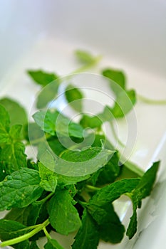 Fresh mint leaves