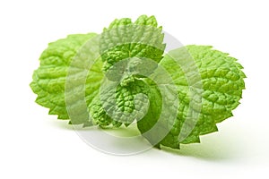 Fresh mint leaves, close-up, isolated on white background