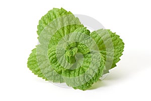 Fresh mint leaves, close-up, isolated on white background